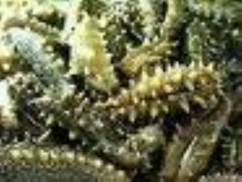 Sea Cucumber Extract